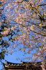 開山堂の川津桜（写真：椎名修）